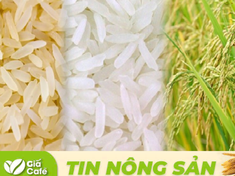 gi&aacute; c&aacute;c loại l&uacute;a thơm v&agrave; dẻo vẫn duy tr&igrave; ở mức cao nhờ nhu cầu ổn định.